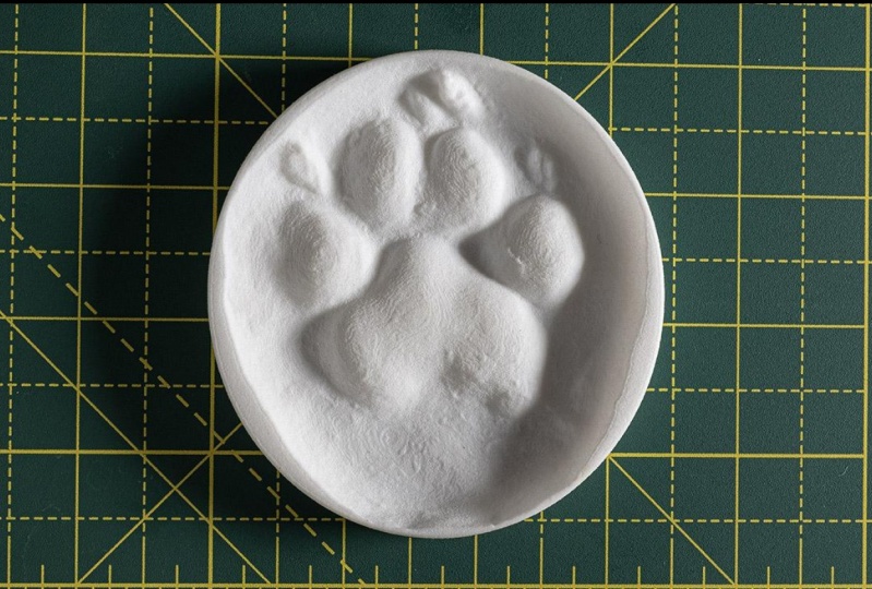 Ollie's Paw