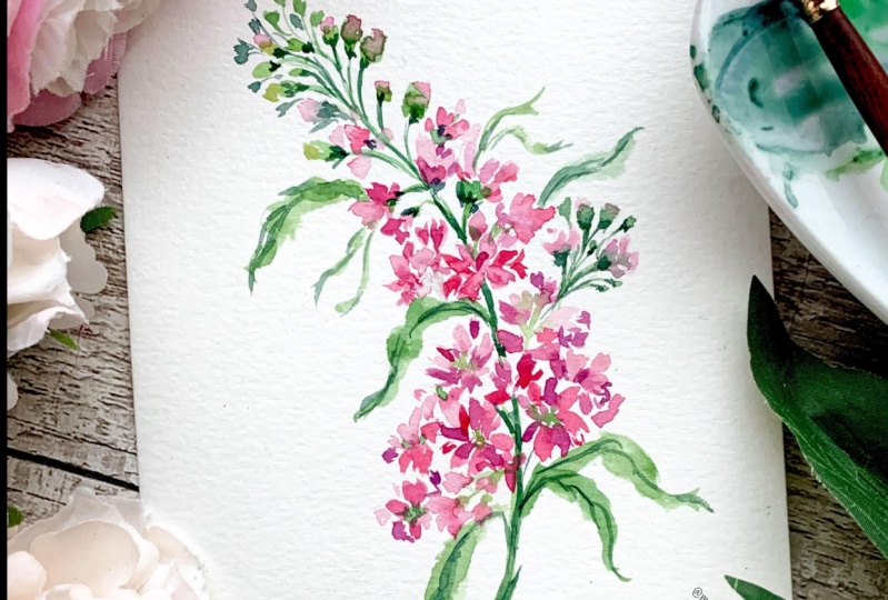 Pretty in Pink Watercolour Freesia