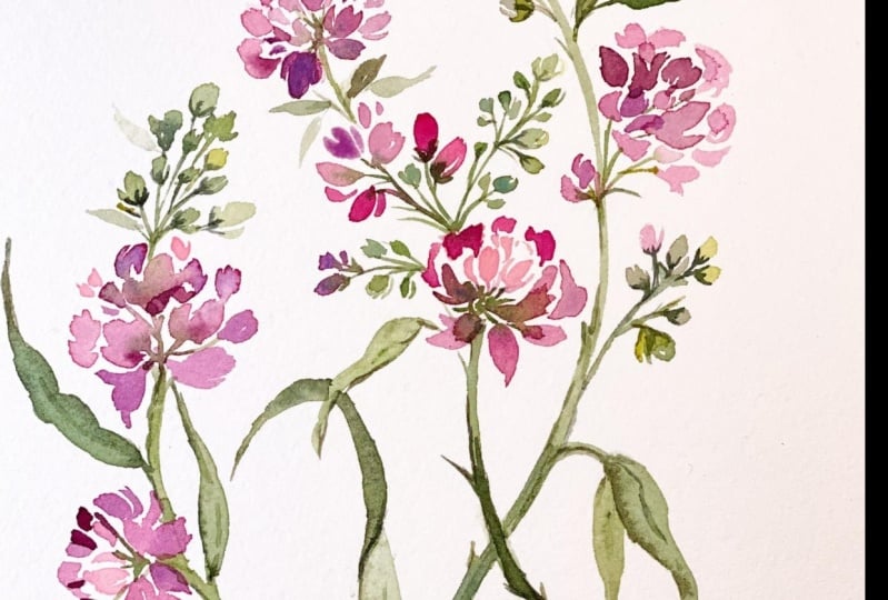 Freesia