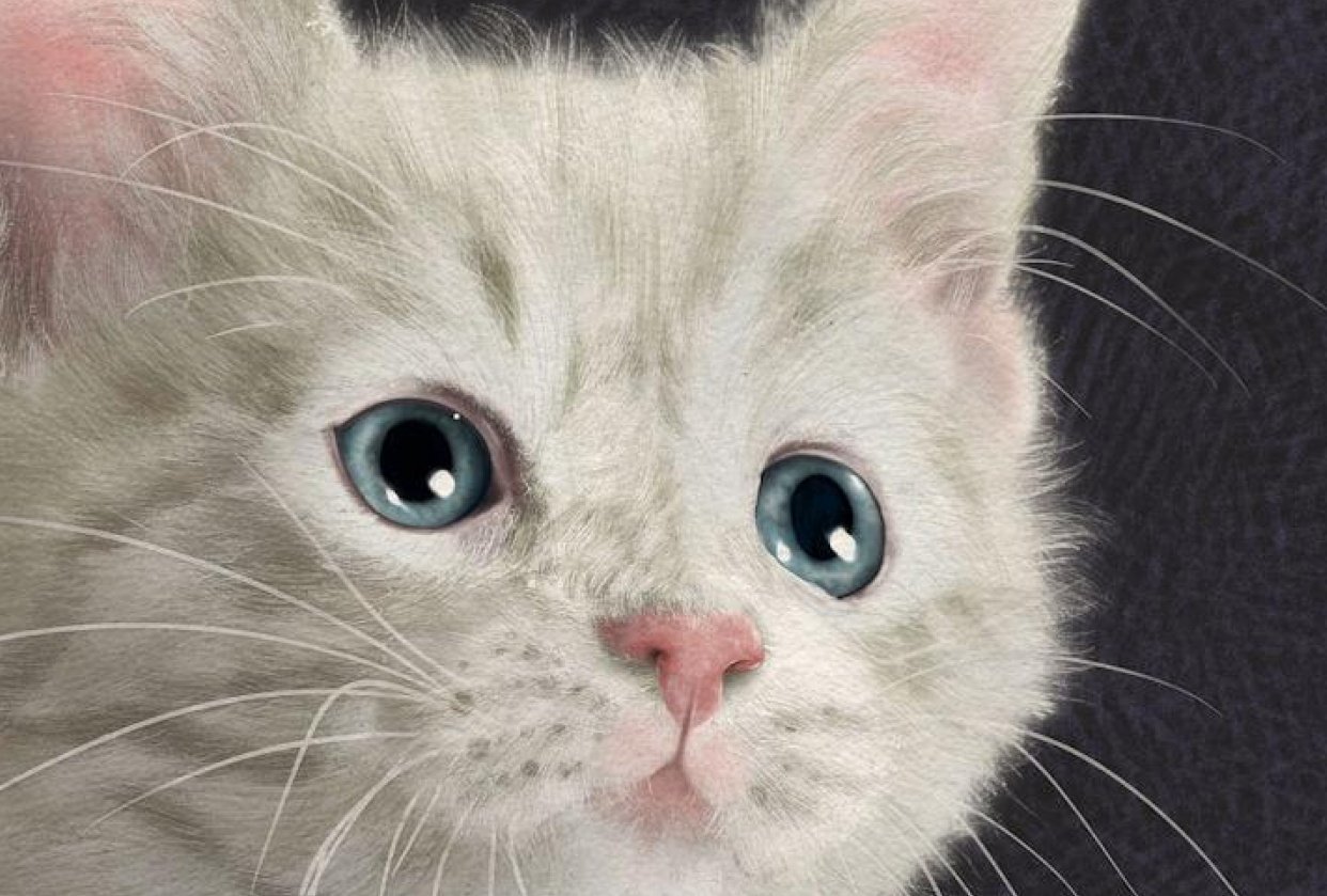 My fur and Fur kitten - student project