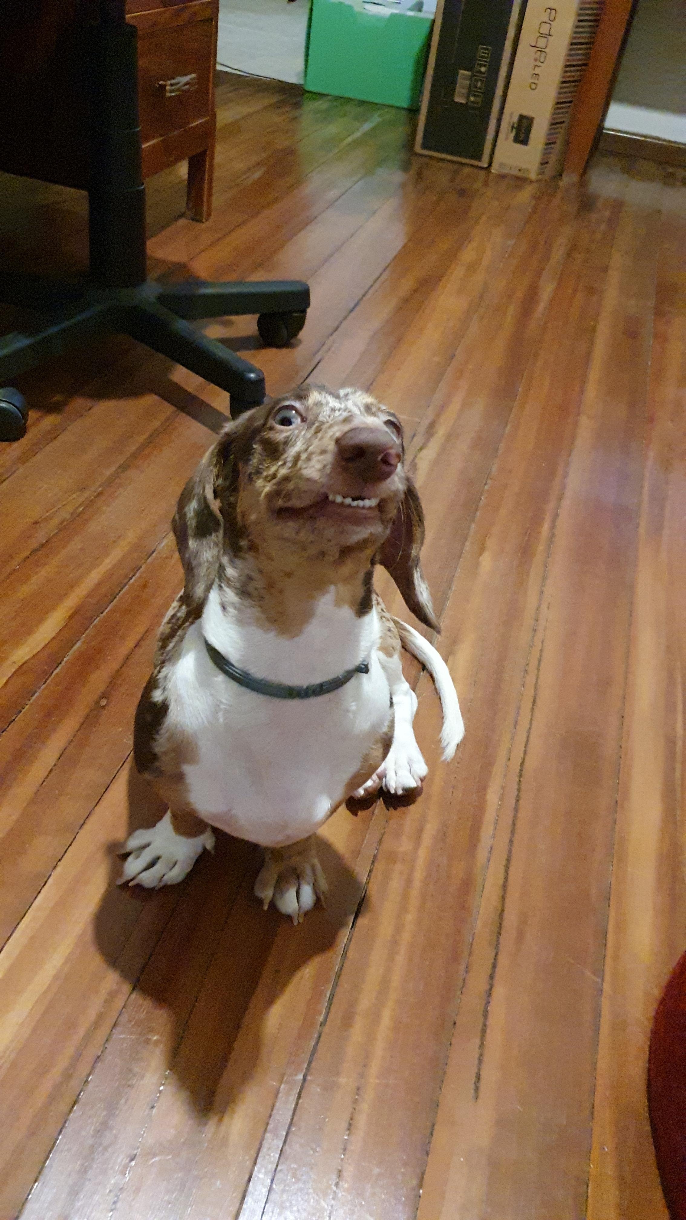 Quick and cute dog shower - student project