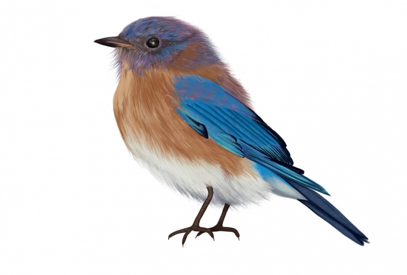 Eastern Bluebird