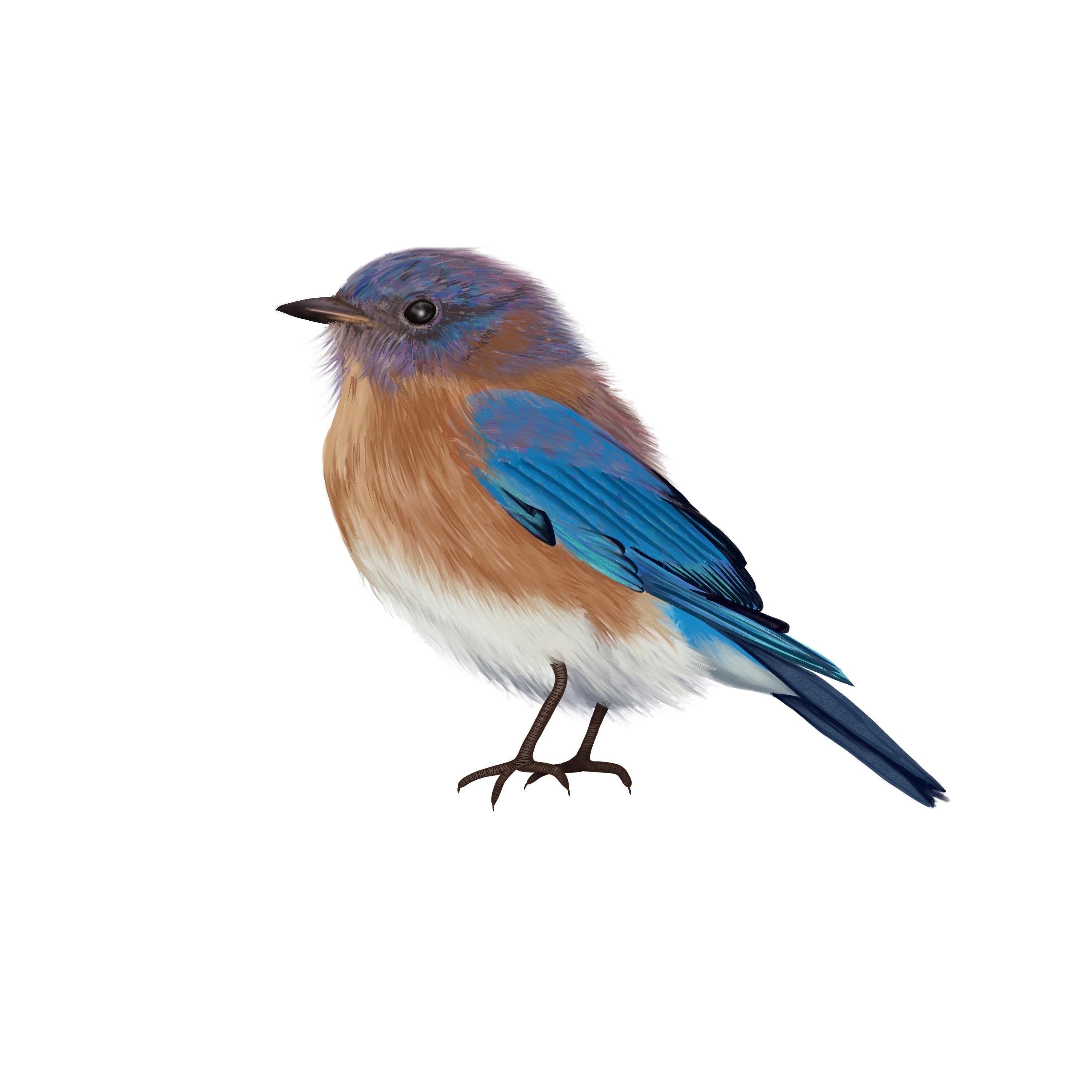 Eastern Bluebird - student project