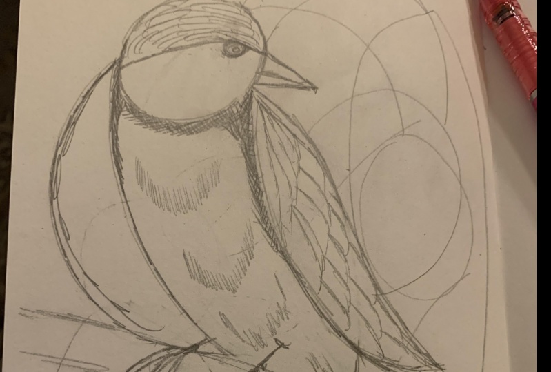 Bird Sketch