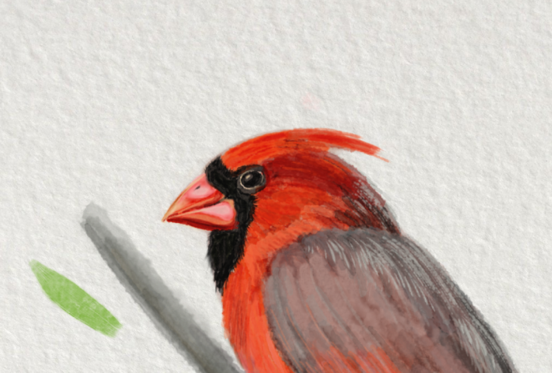 Red Cardinal Watercolour