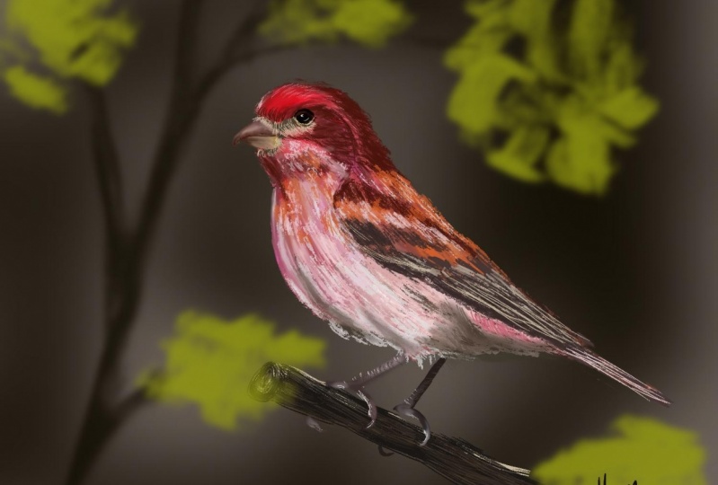 Birds