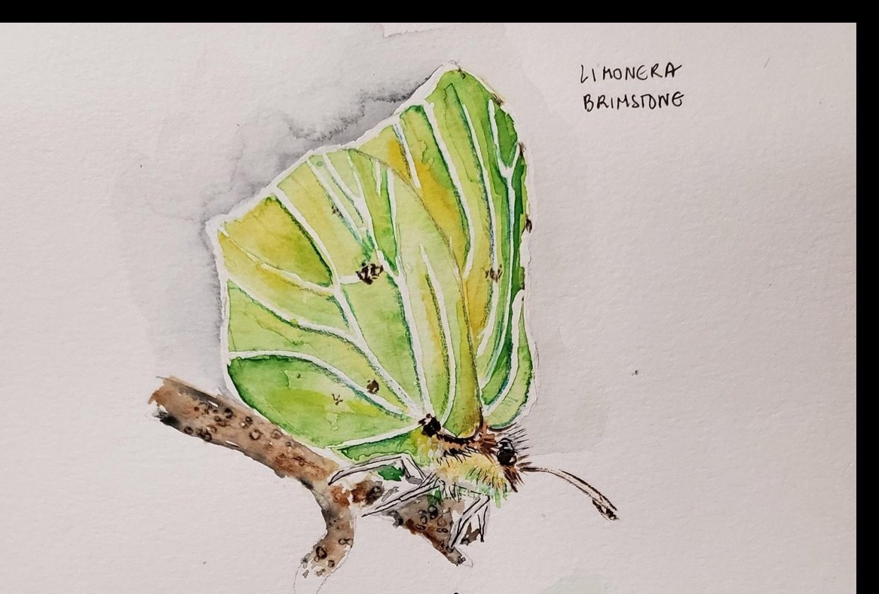 Drawing butterflies - student project