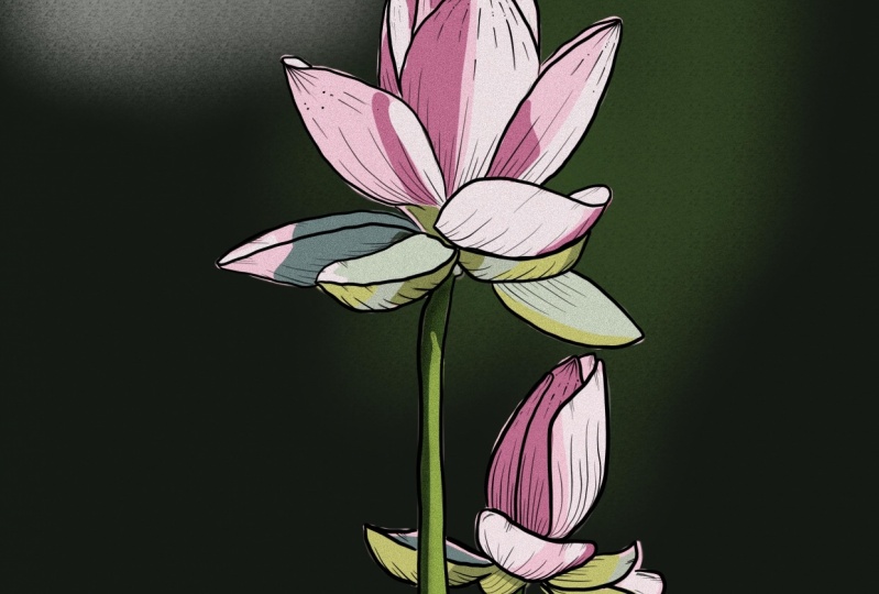 Lotus flower