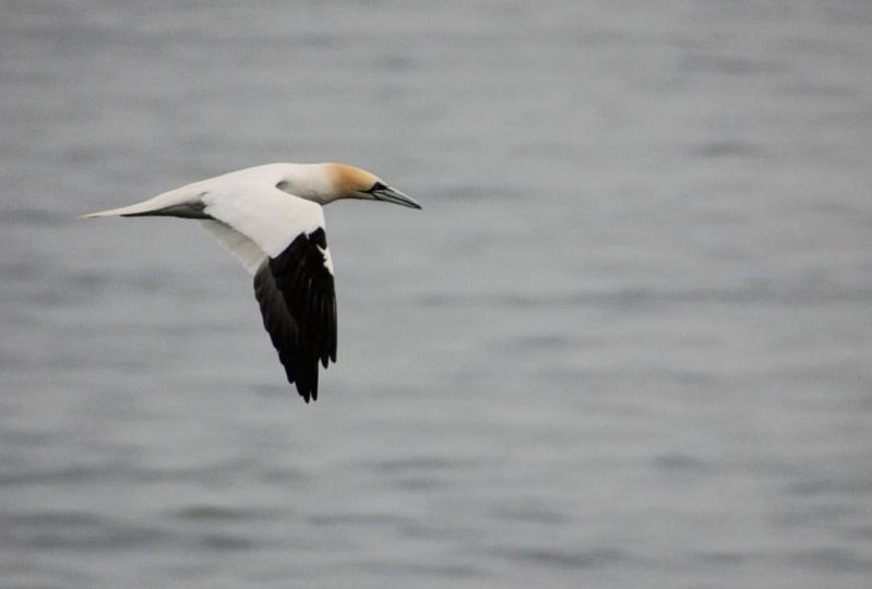 Class Project Gannet (Matt Indge)