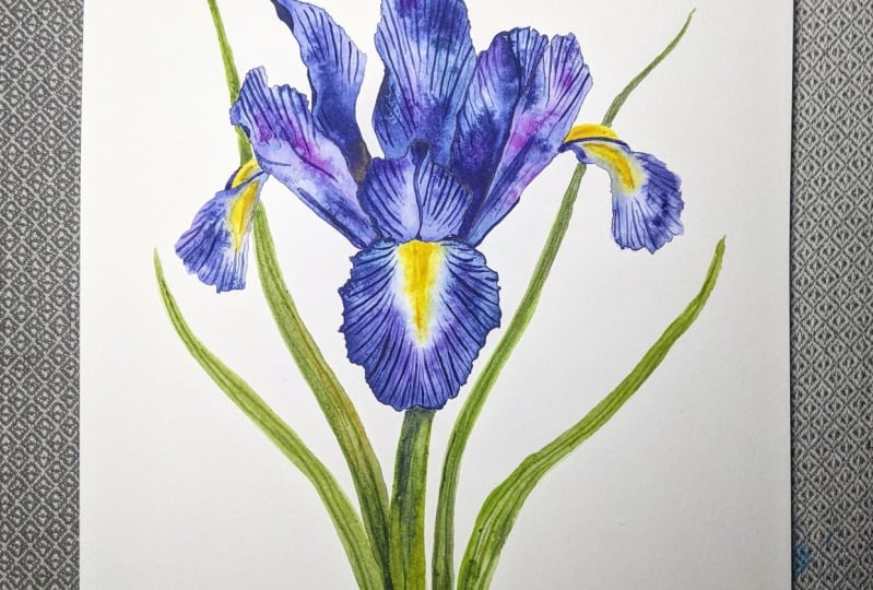 Iris