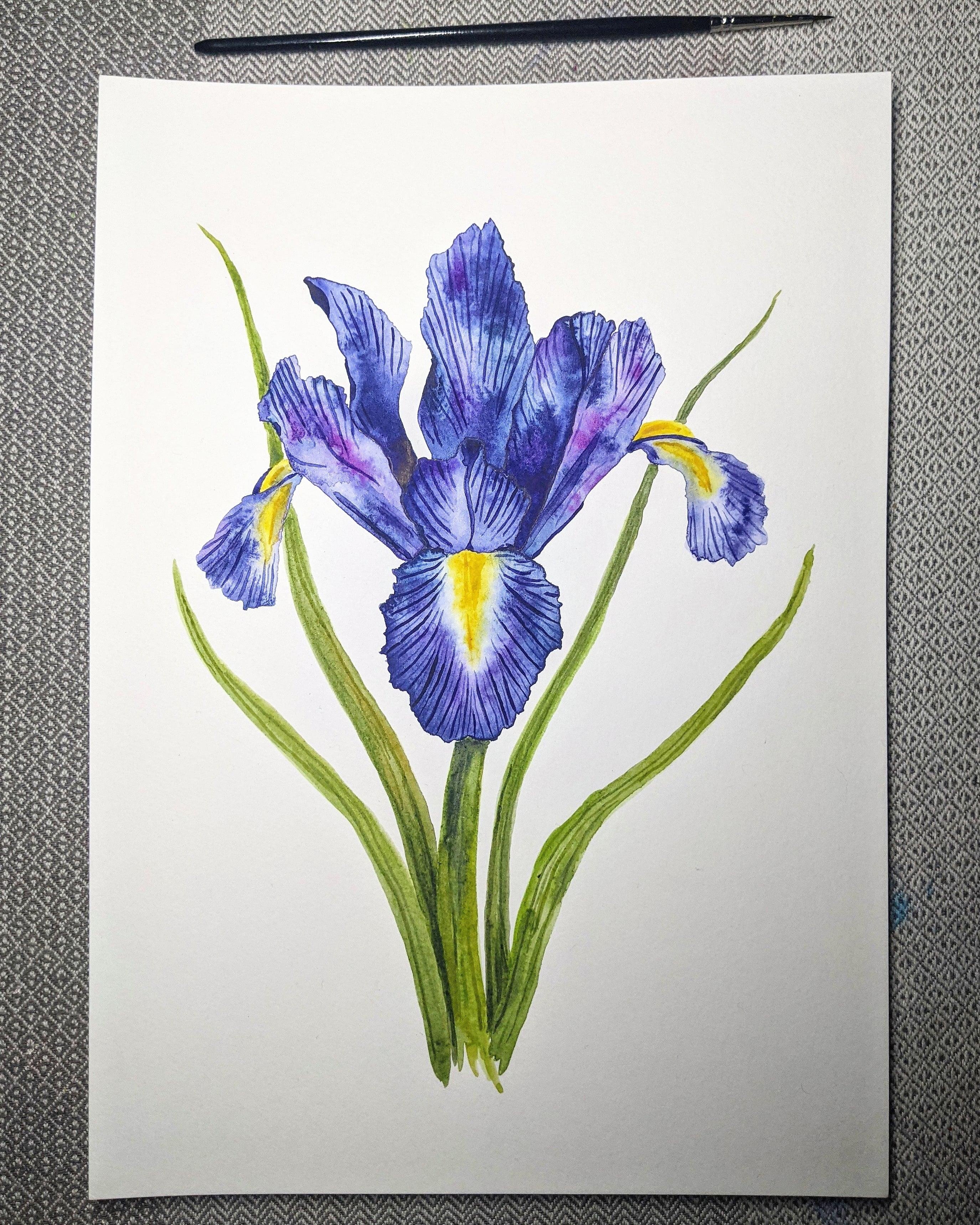 Iris - student project