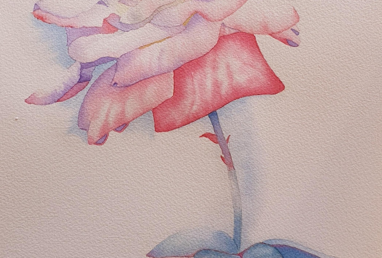 A Rose in Watercolour - student project