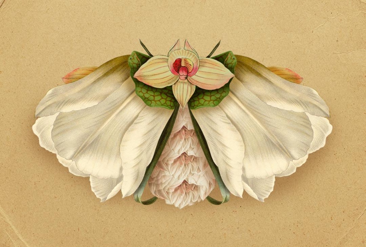 Botanical Creatures - student project