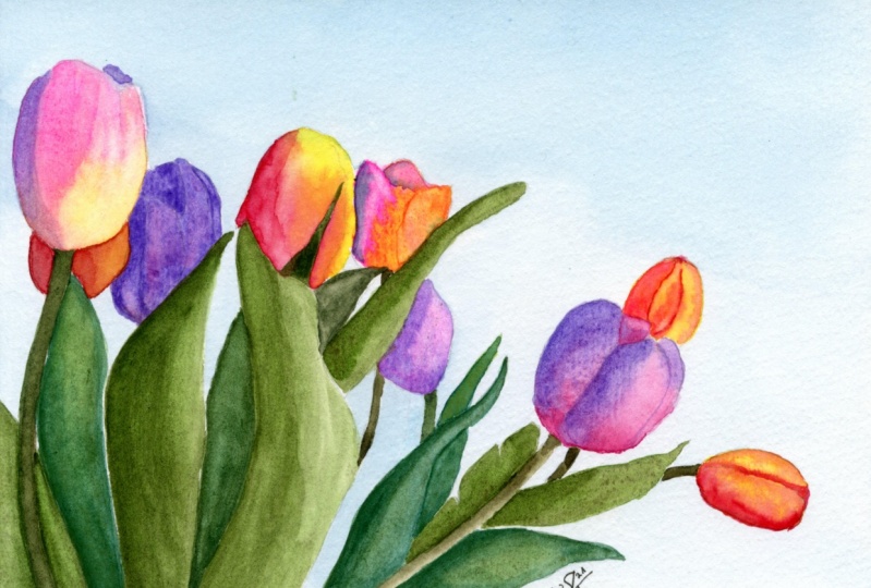 Tulips