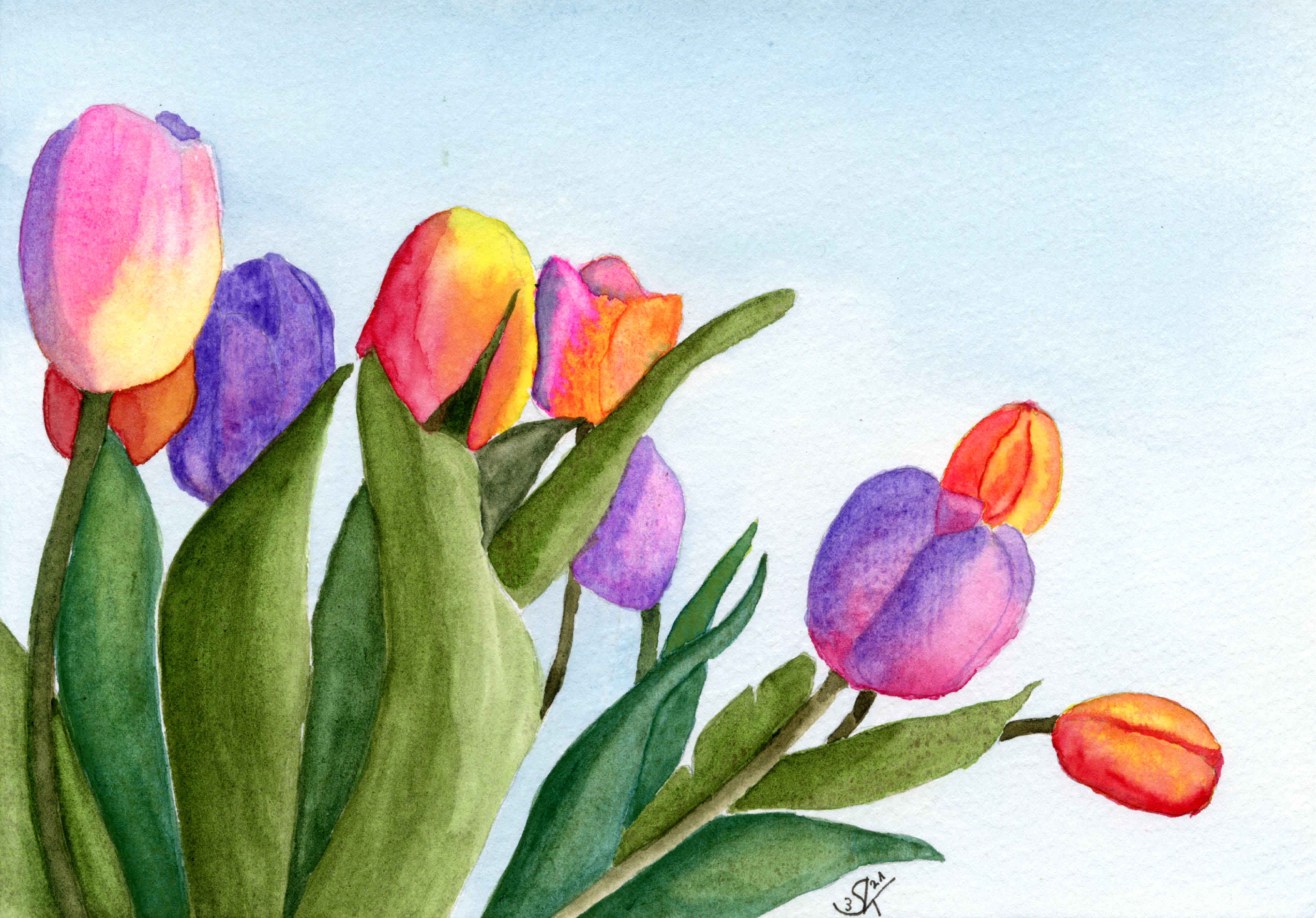 Tulips - student project