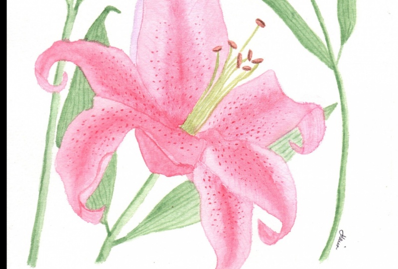 Stargazer Lily
