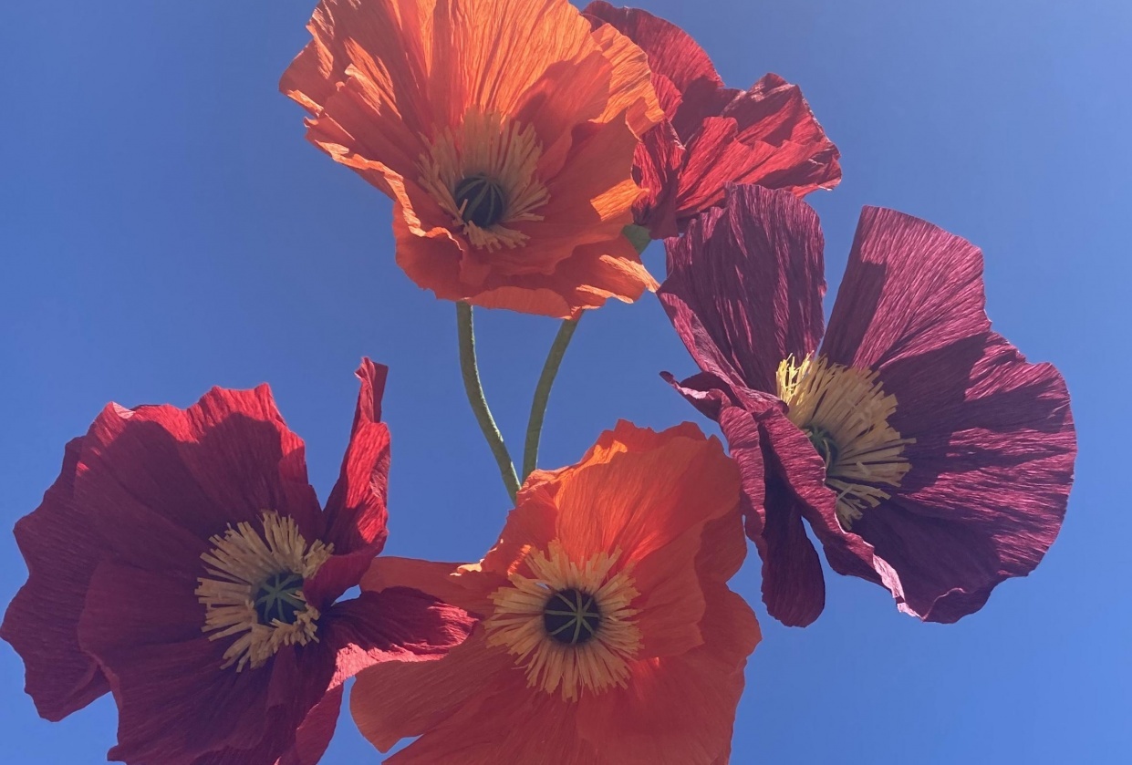 Poppies - student project