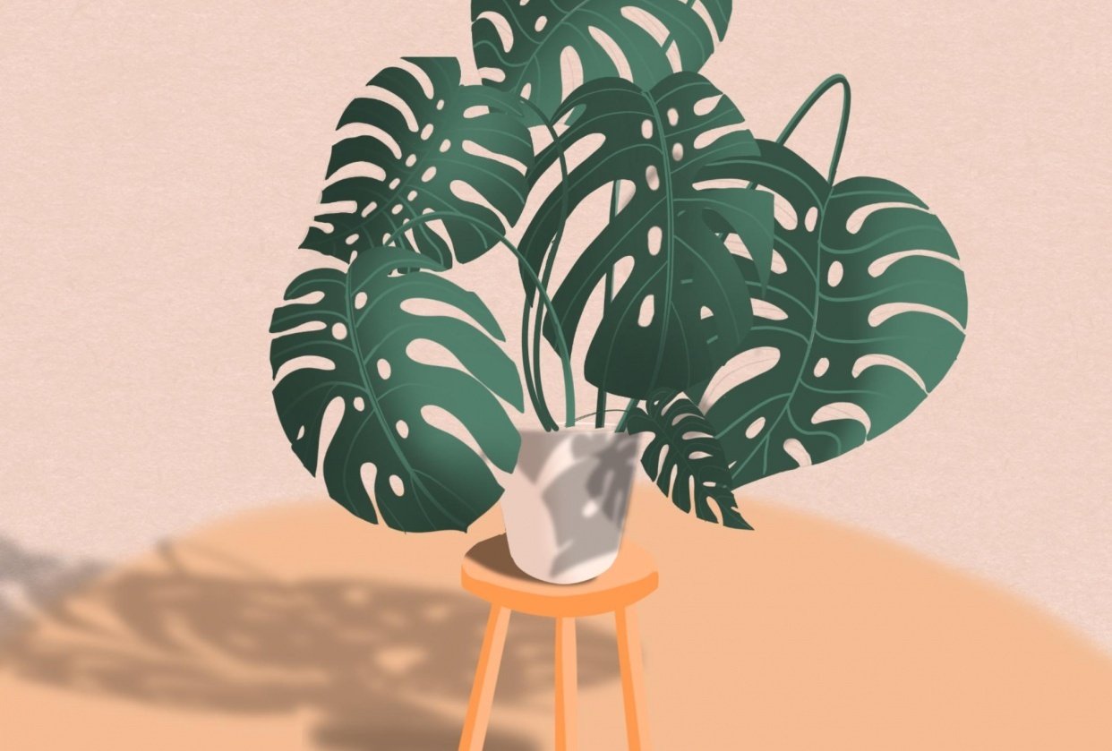 Monstera and Shed - student project