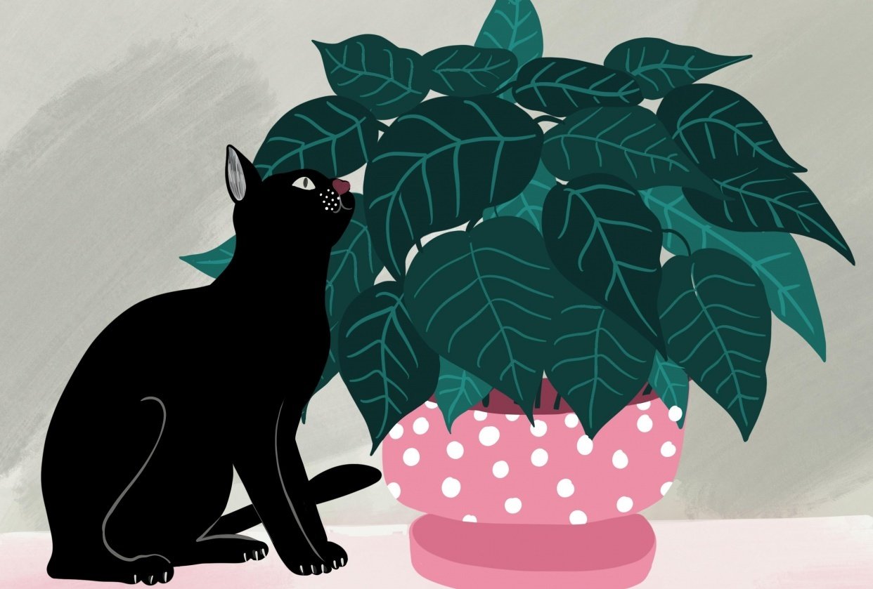 Cats and plants! - student project