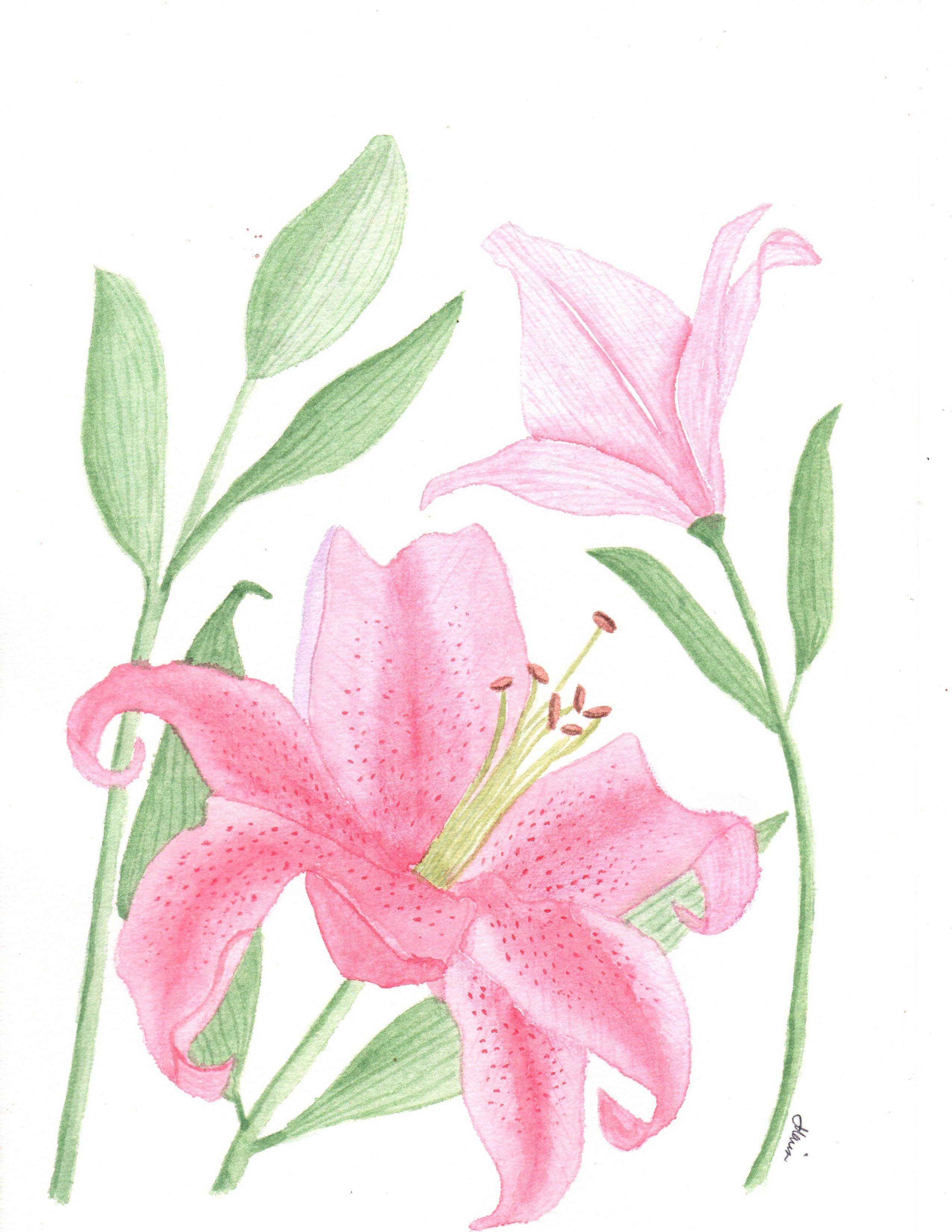My take on the Lily - student project