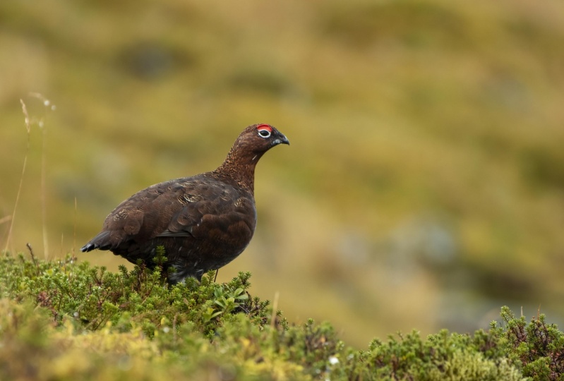 Red Grouse
