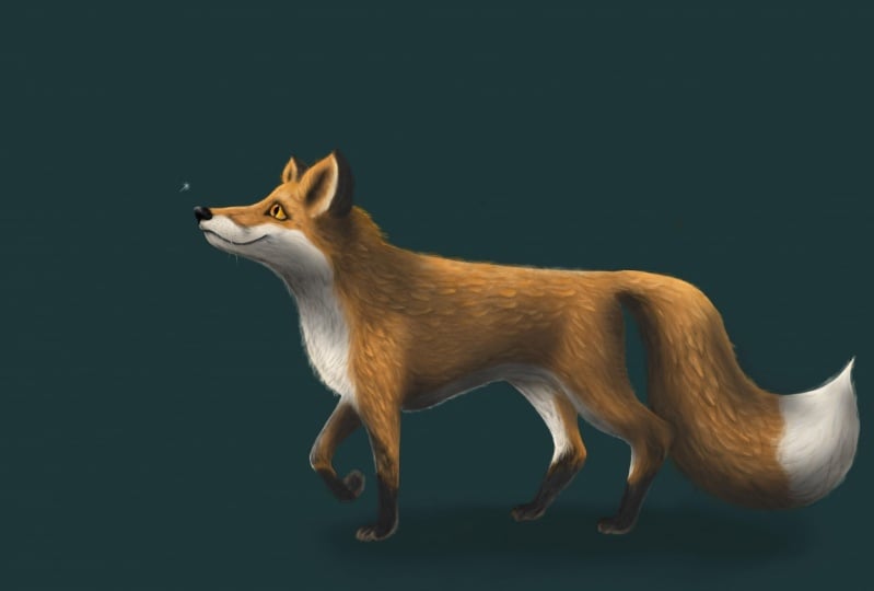 Foxy