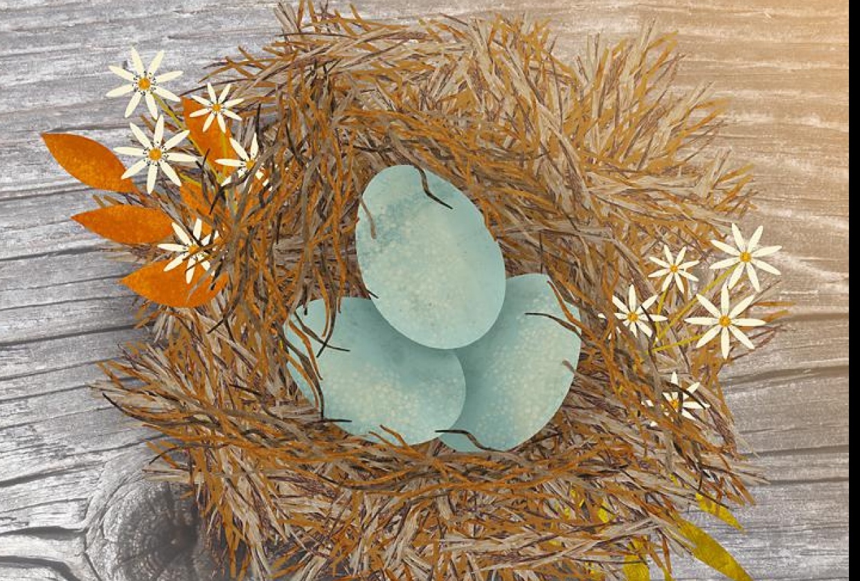 One Brush, Two Nests, Two Different Perspectives - student project