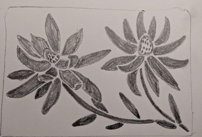 Leucadendron