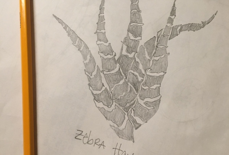 Zebra Haworthia for Blockprinting