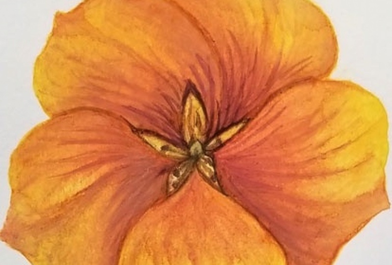 Nasturtium