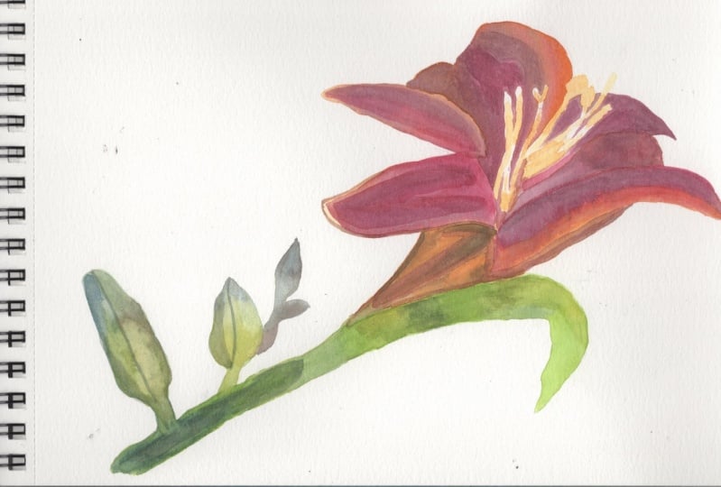 My first Lily