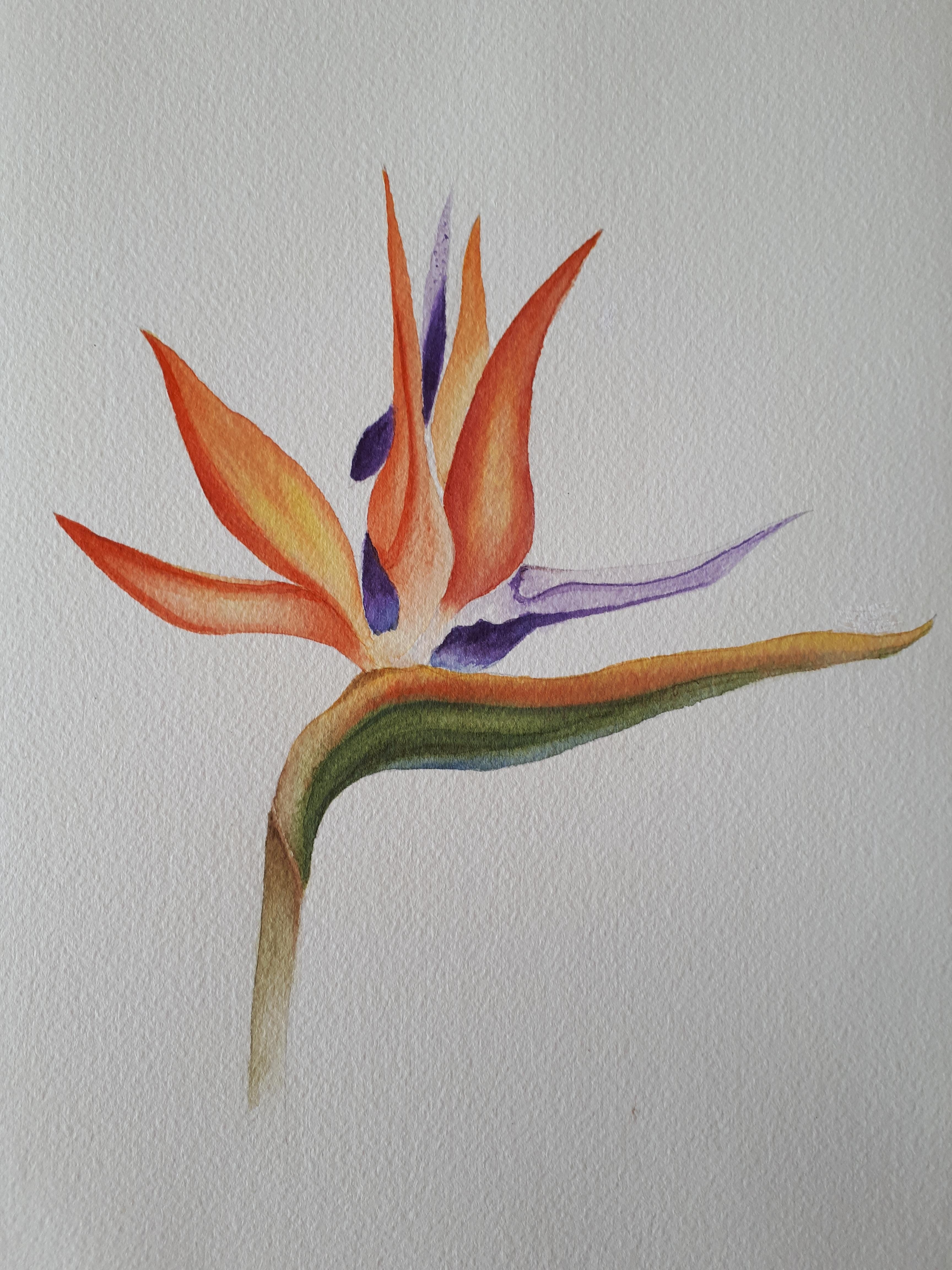 Bird's Paradise - student project