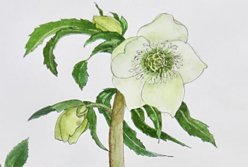 Hellebore