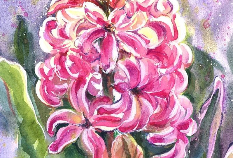 Hyacinth painted with watercolor and white gouache
