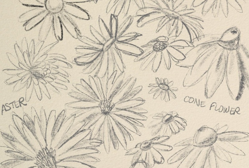 Composite flower sketches