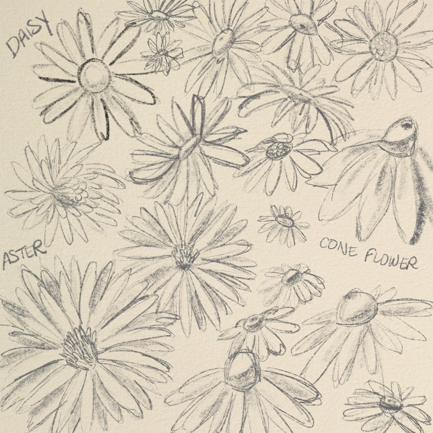 Composite flower sketches - student project