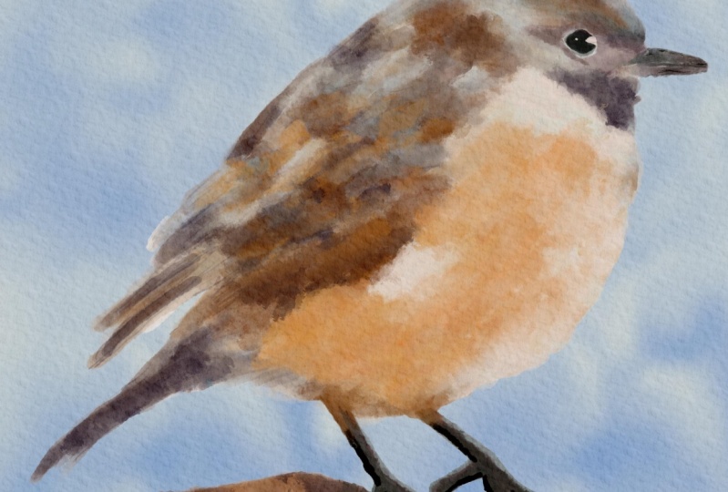 My Bird Painting Project