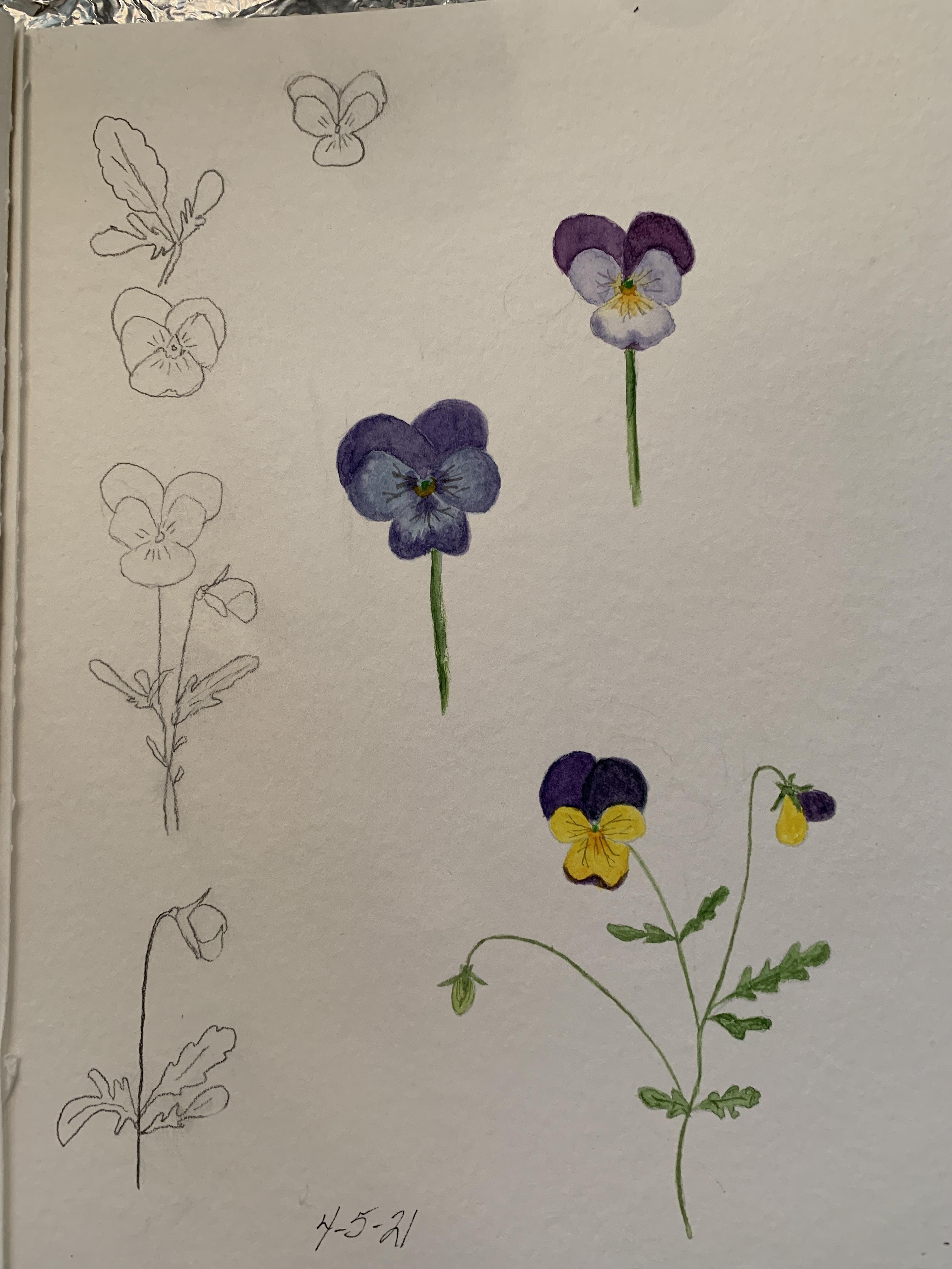 Pansy Study - student project