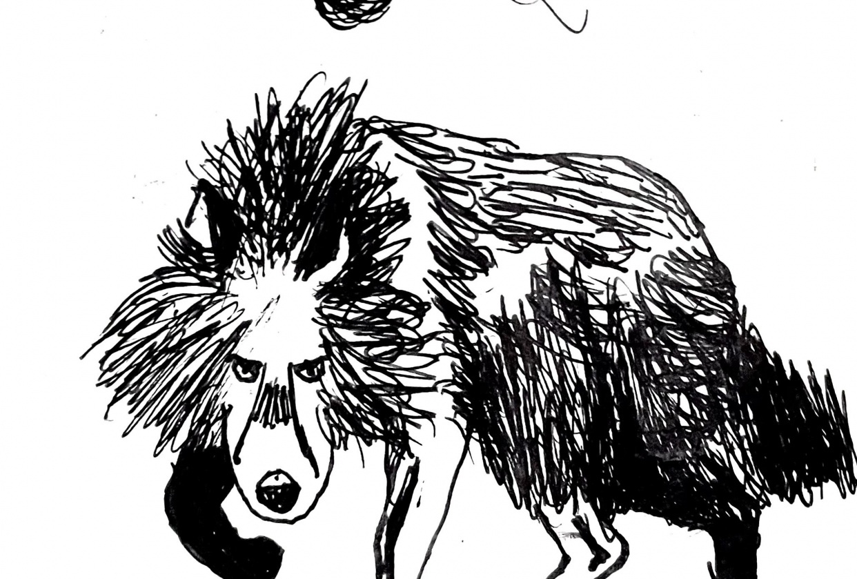 Animal illustrations - student project