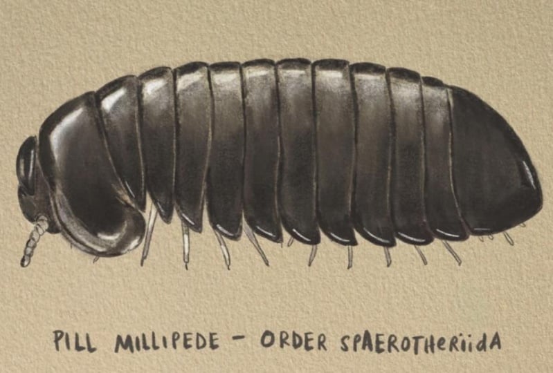 Pill Millipede