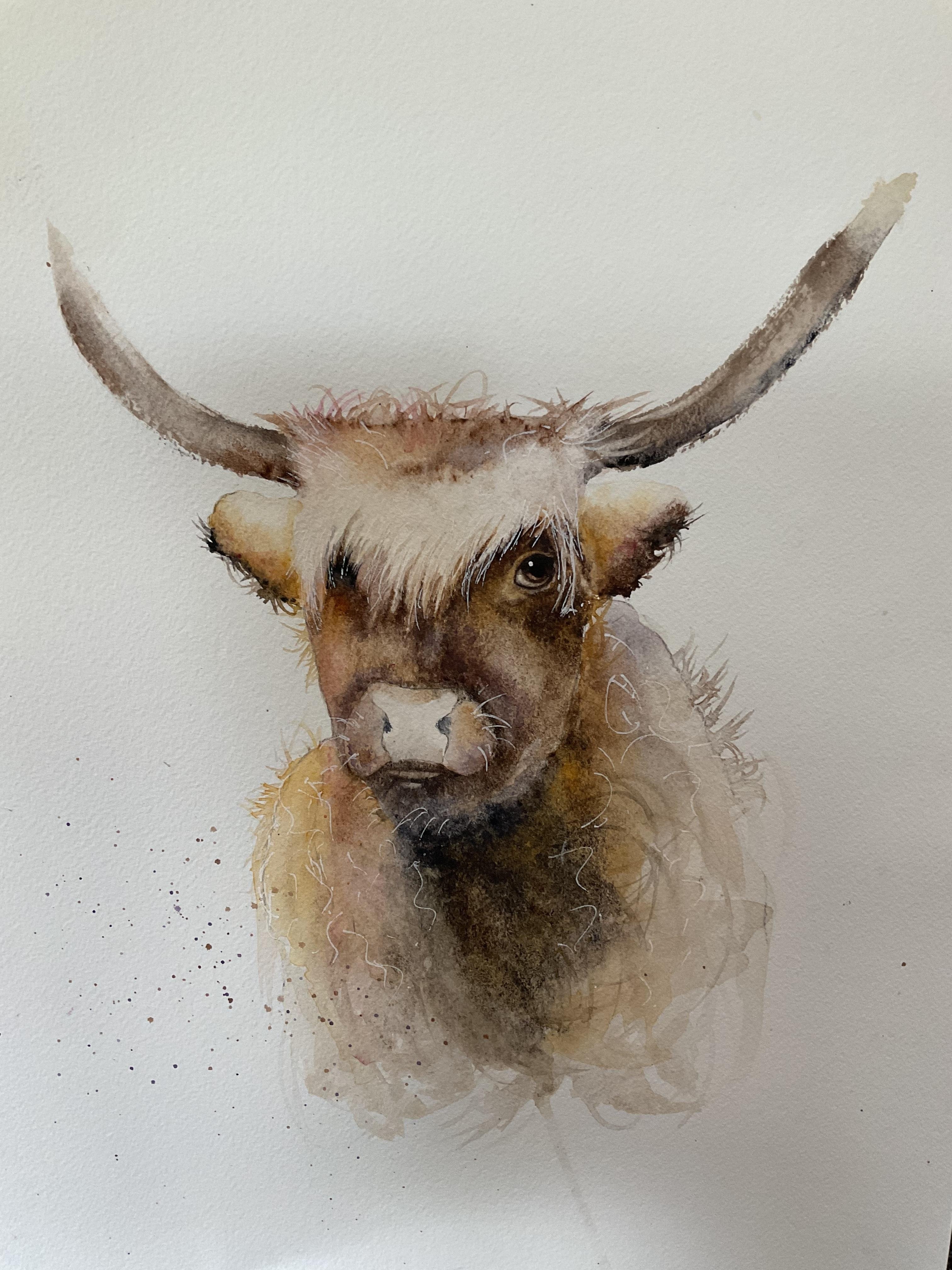 Highland cow - student project