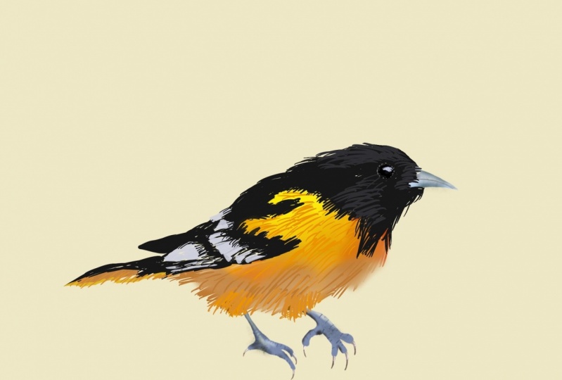 Realistic bird drawing
