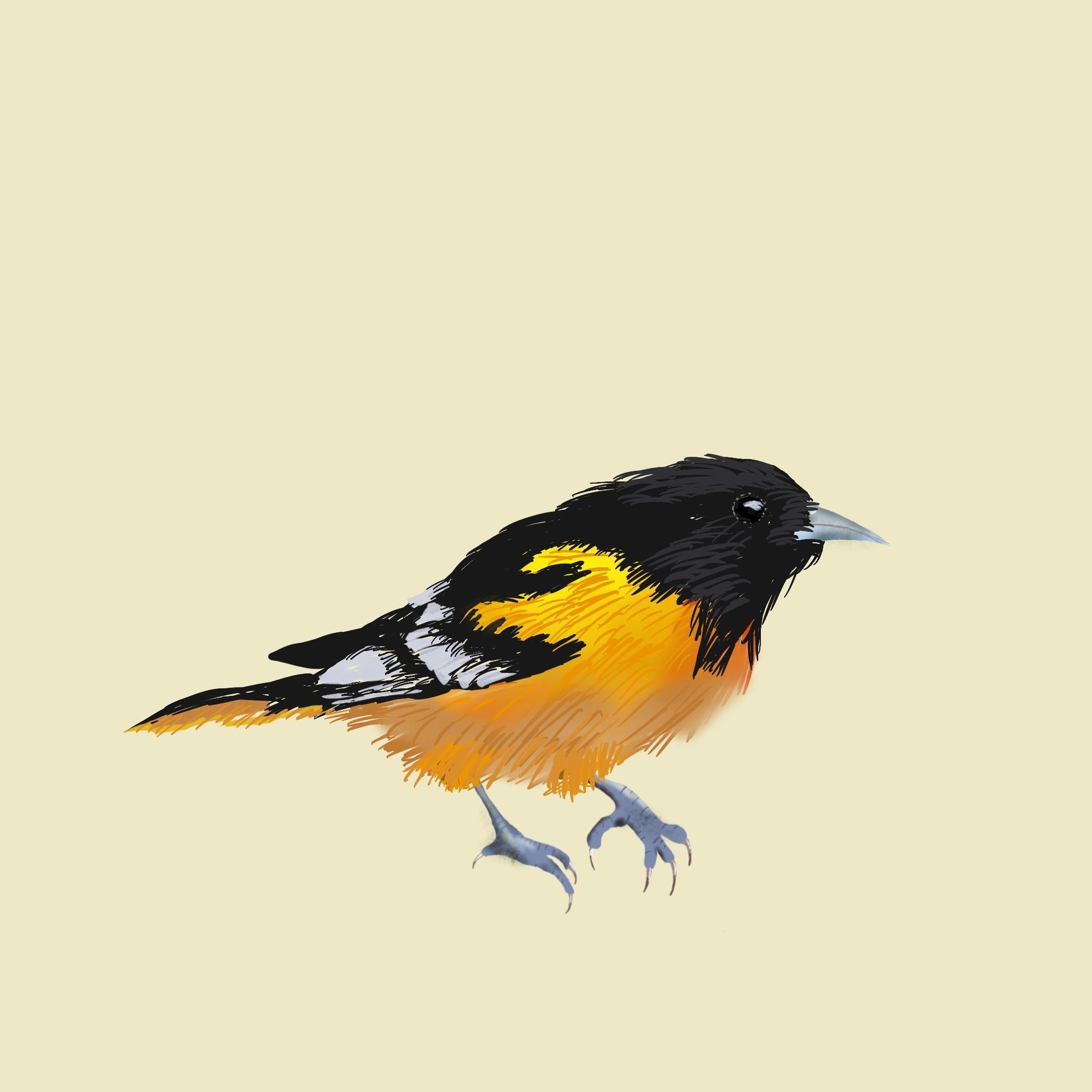 Realistic bird drawing - student project