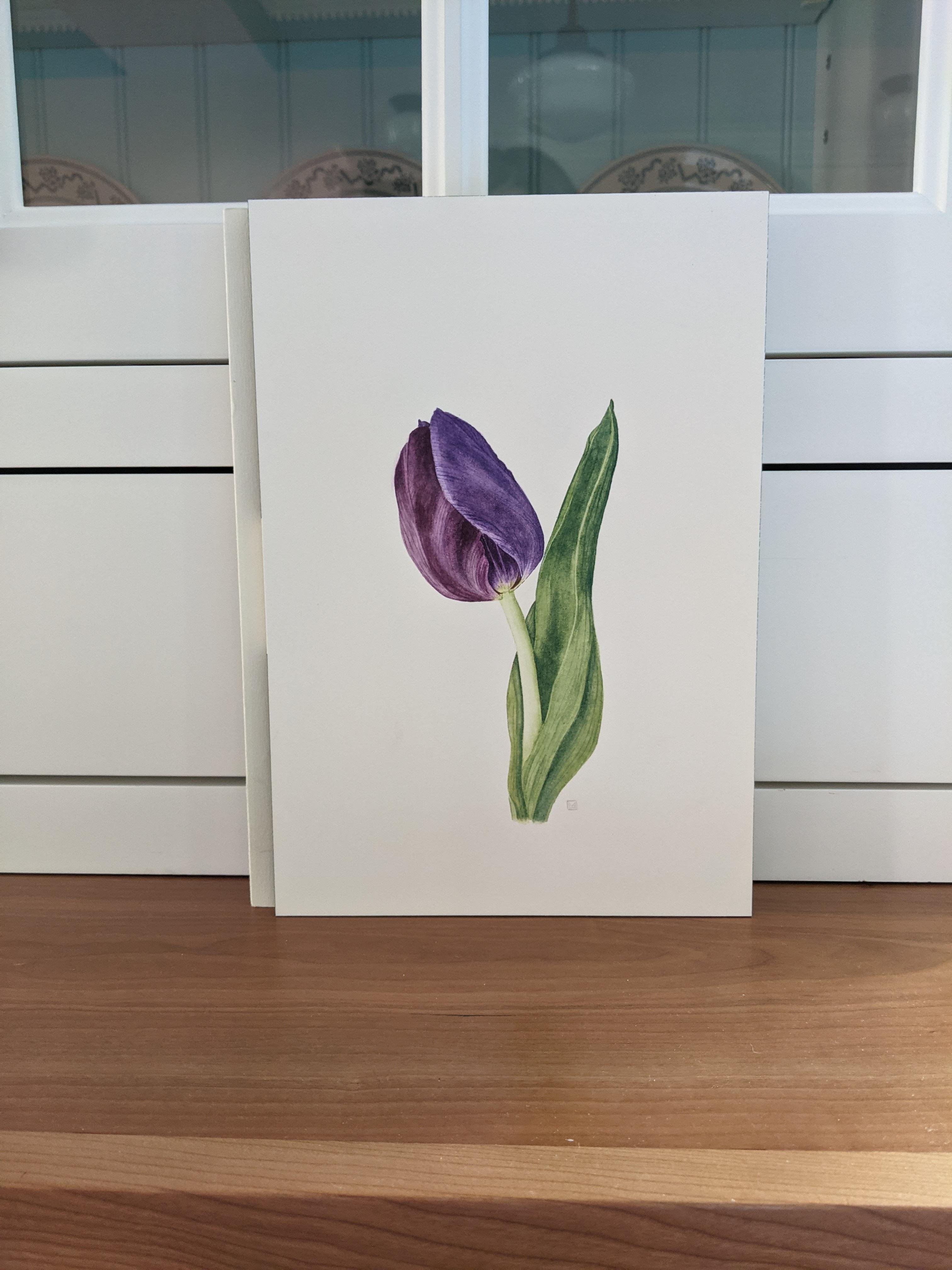 Watercolour Tulip - student project