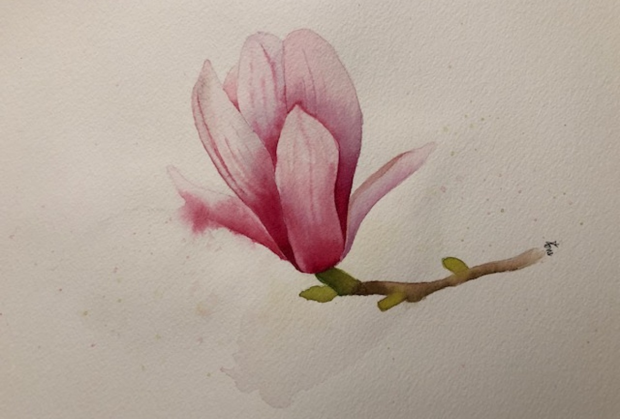 Magnolia - student project
