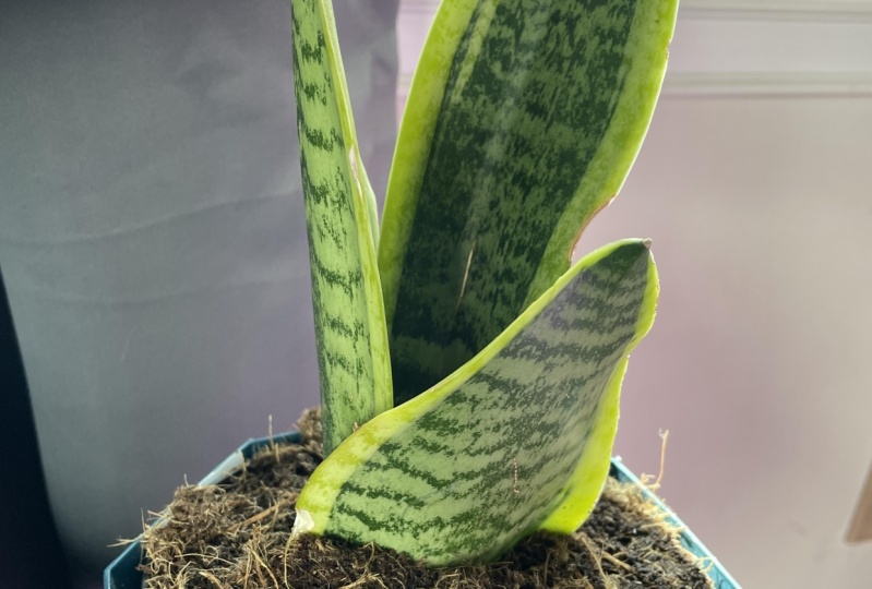 Mother-in-Law’s Tongue and Spider Plant