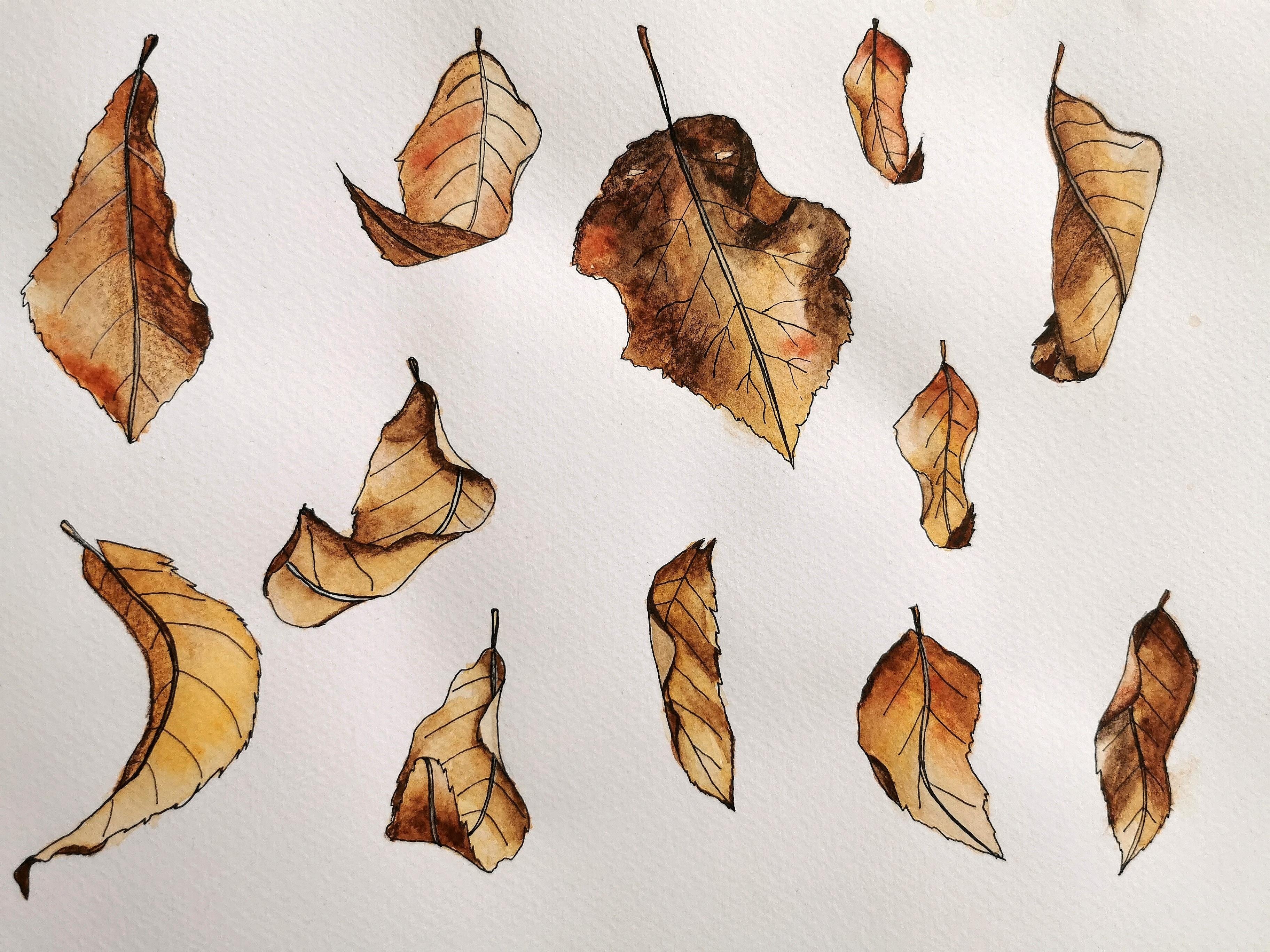 Mixed media leaves: watercolor, ink and colored pencils - student project