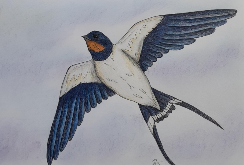 Swallow