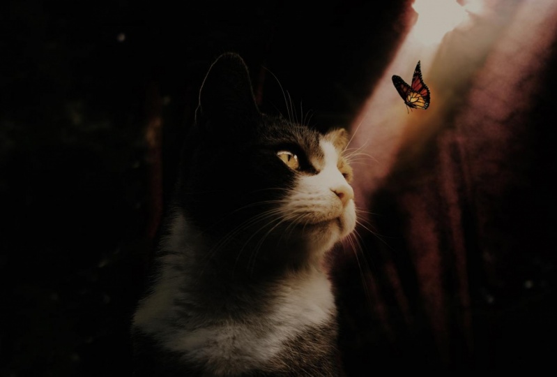 Two cats