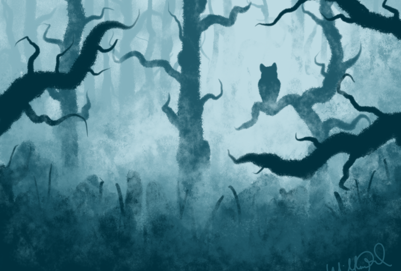 Willow’s Forest Perspective